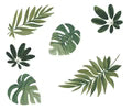 Havana Leaves Wall Decals